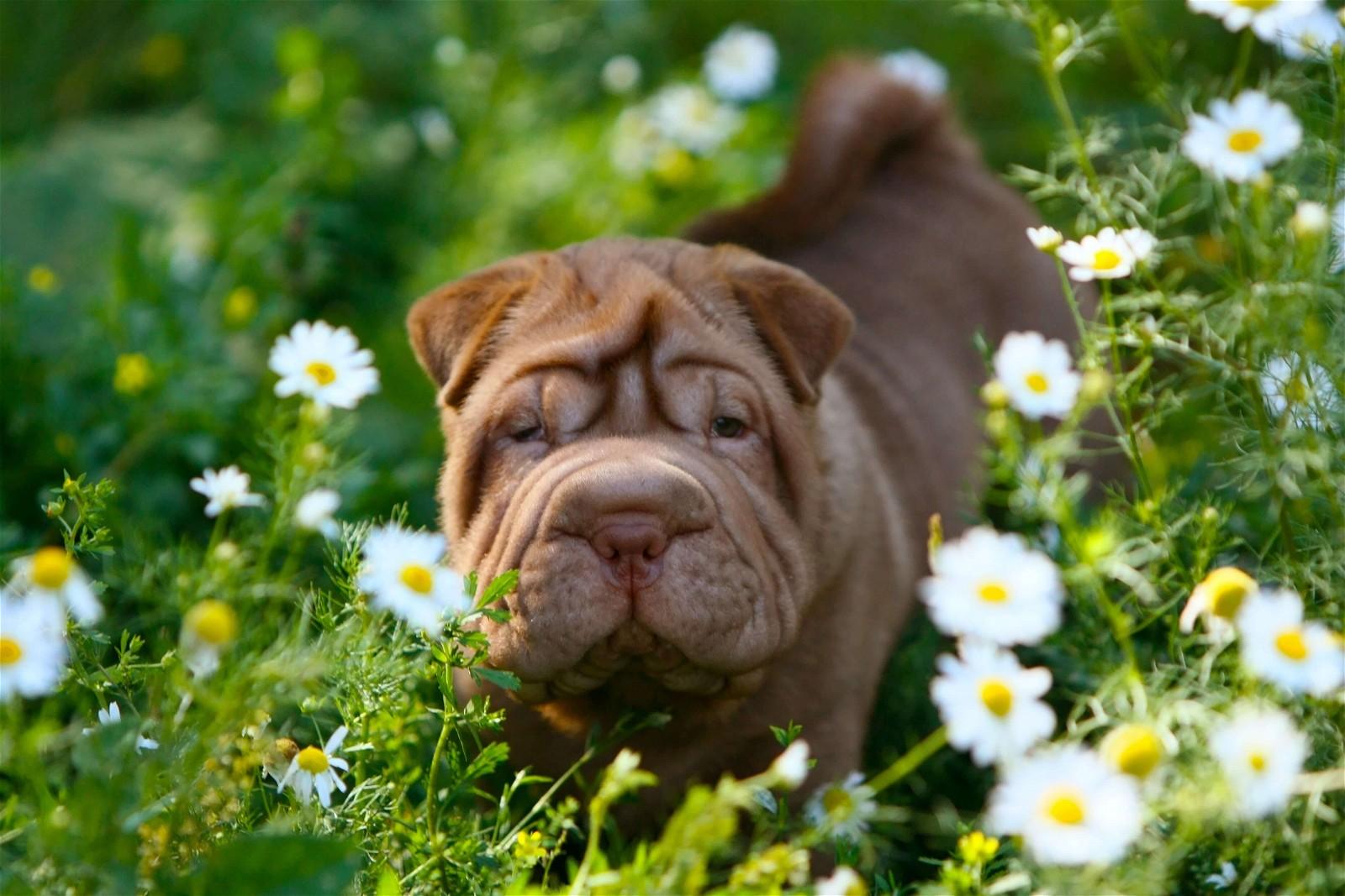 Shar-Pei