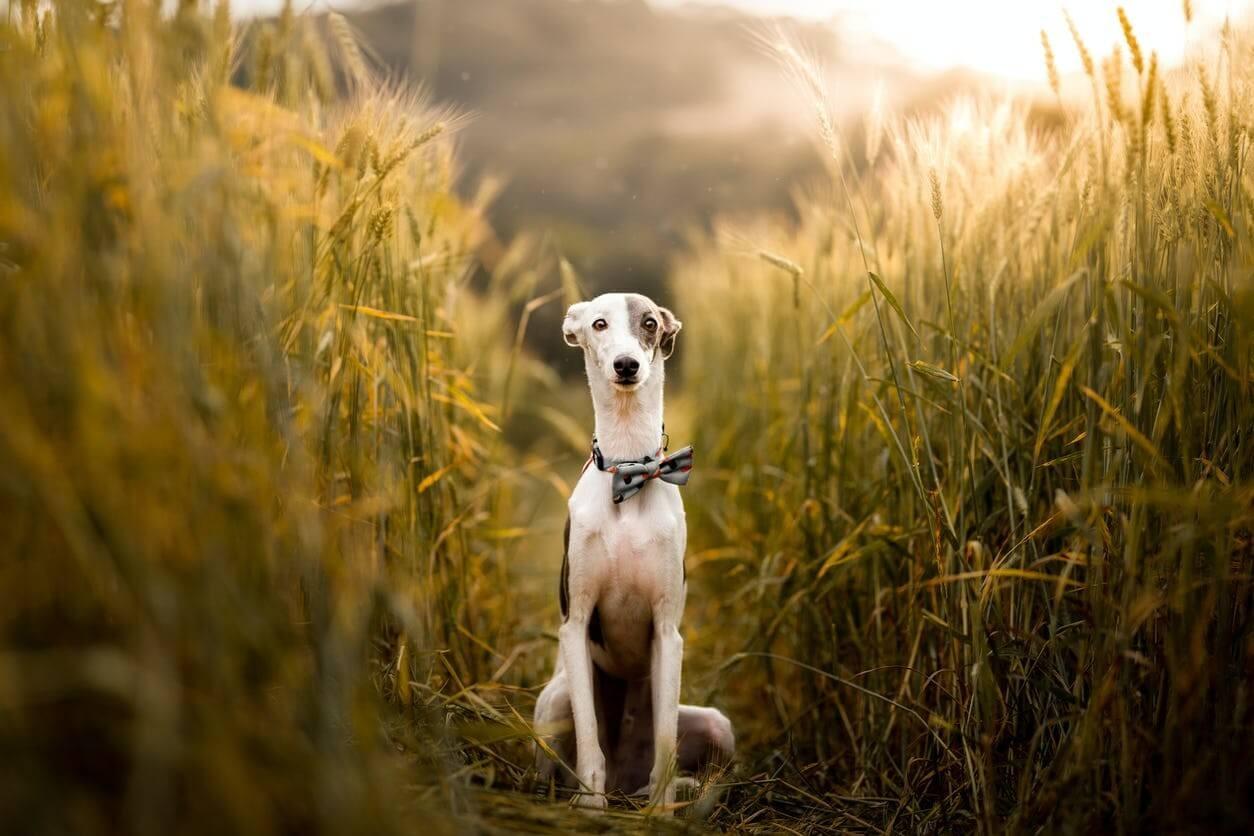 Whippet