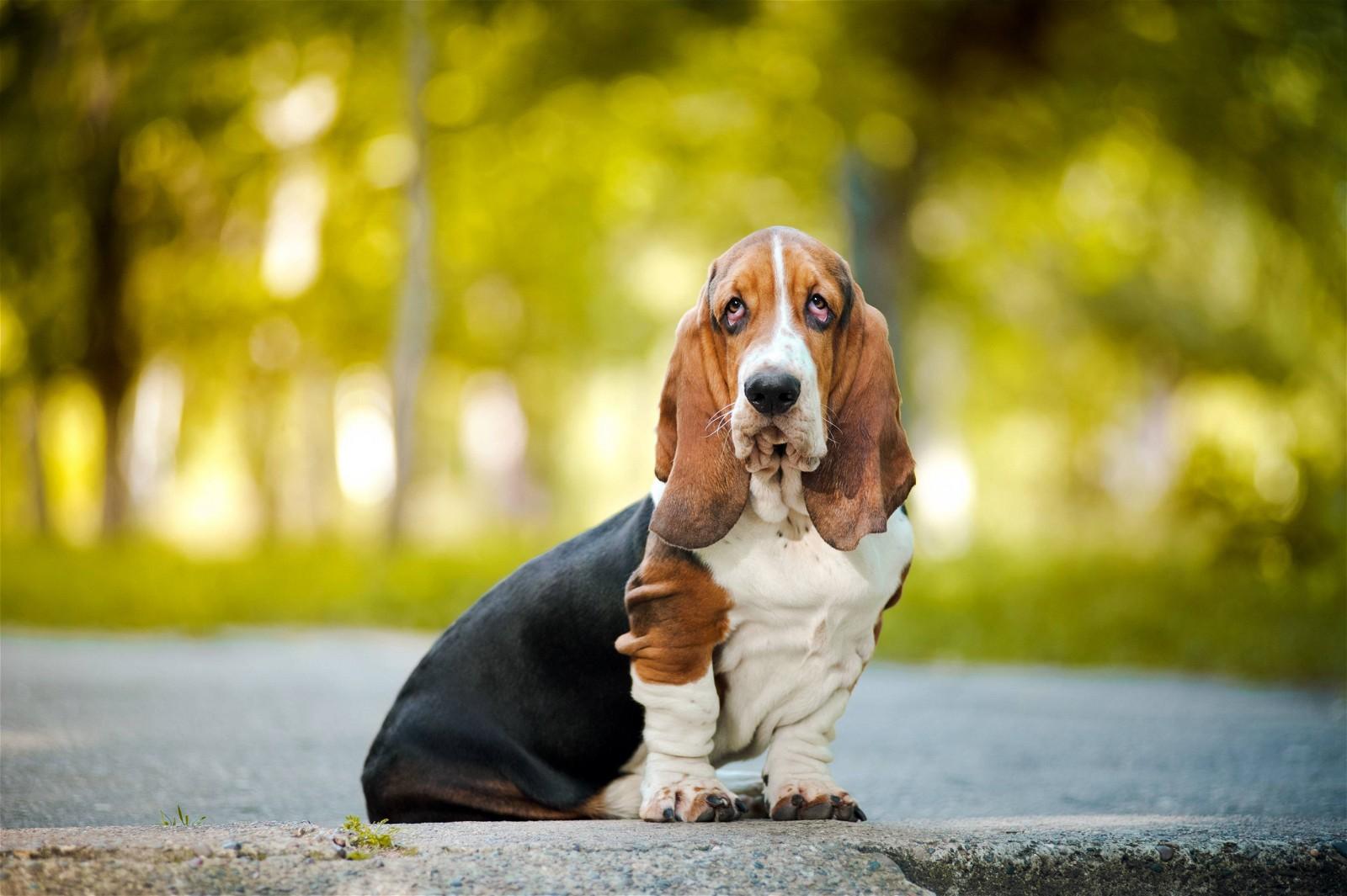 A basset hound sits on a paved path in a green park.