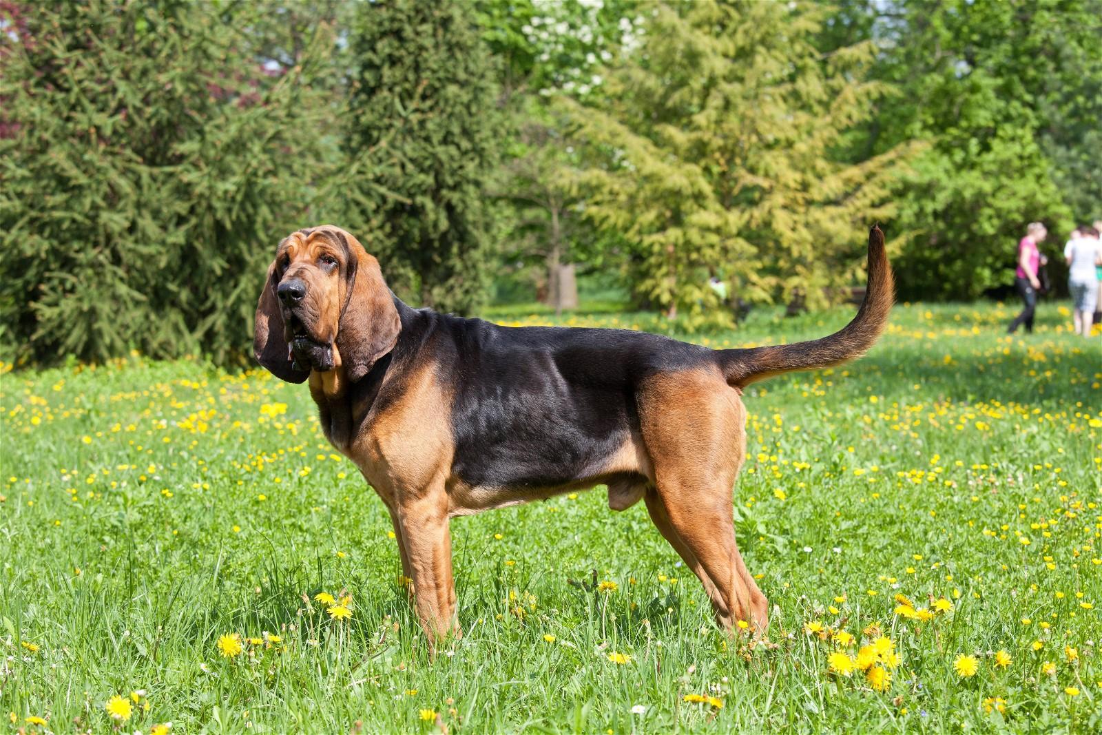 A bloodhound stands alert in a grassy field with yellow flowers.