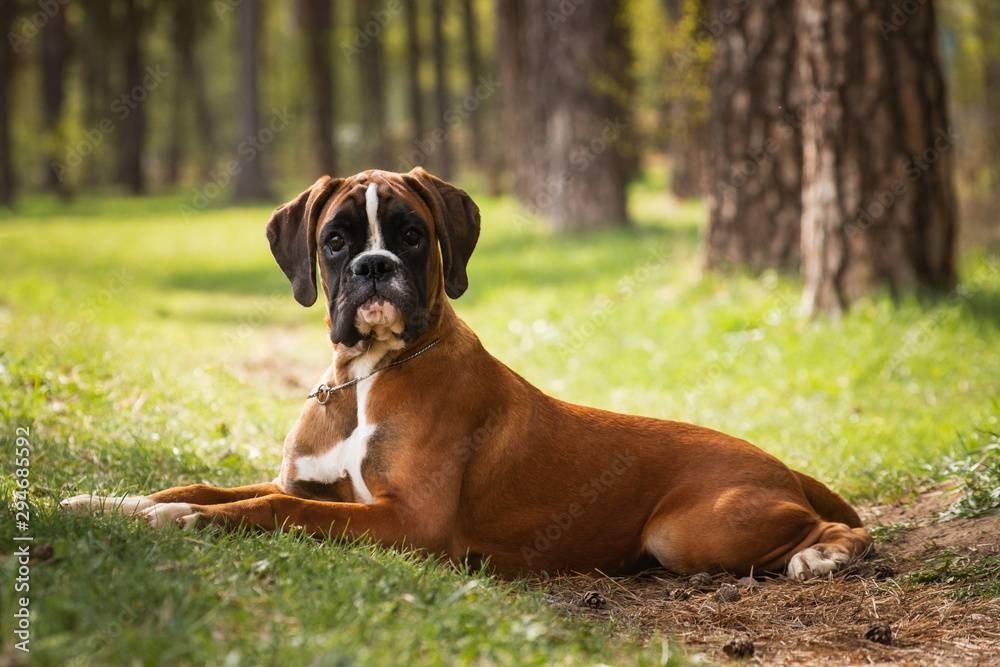 Sergeant Boxers Best Military Dog Breeds | Spot®