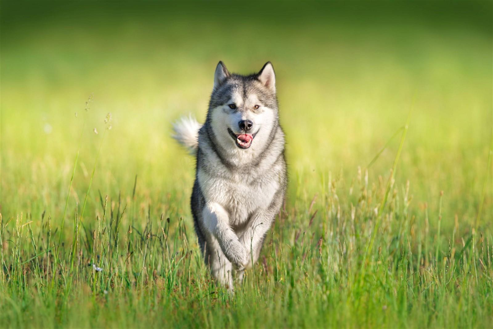 Malamute