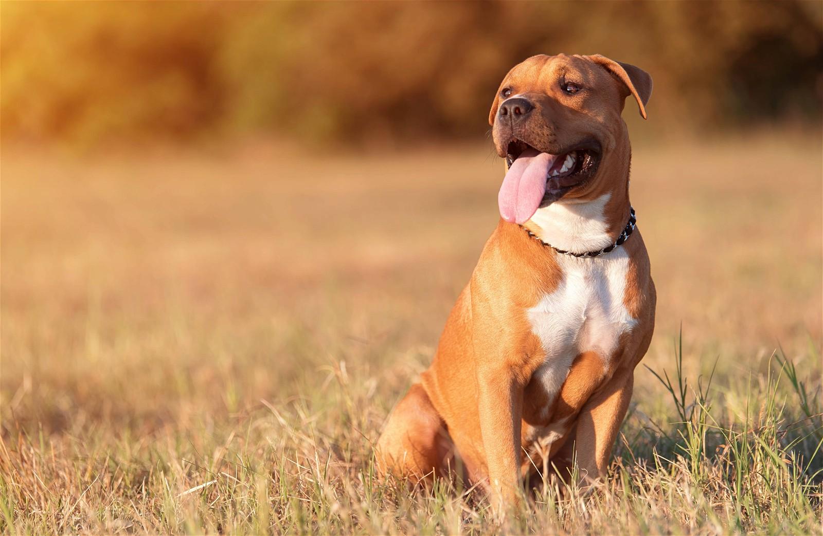Staffordshire Terrier