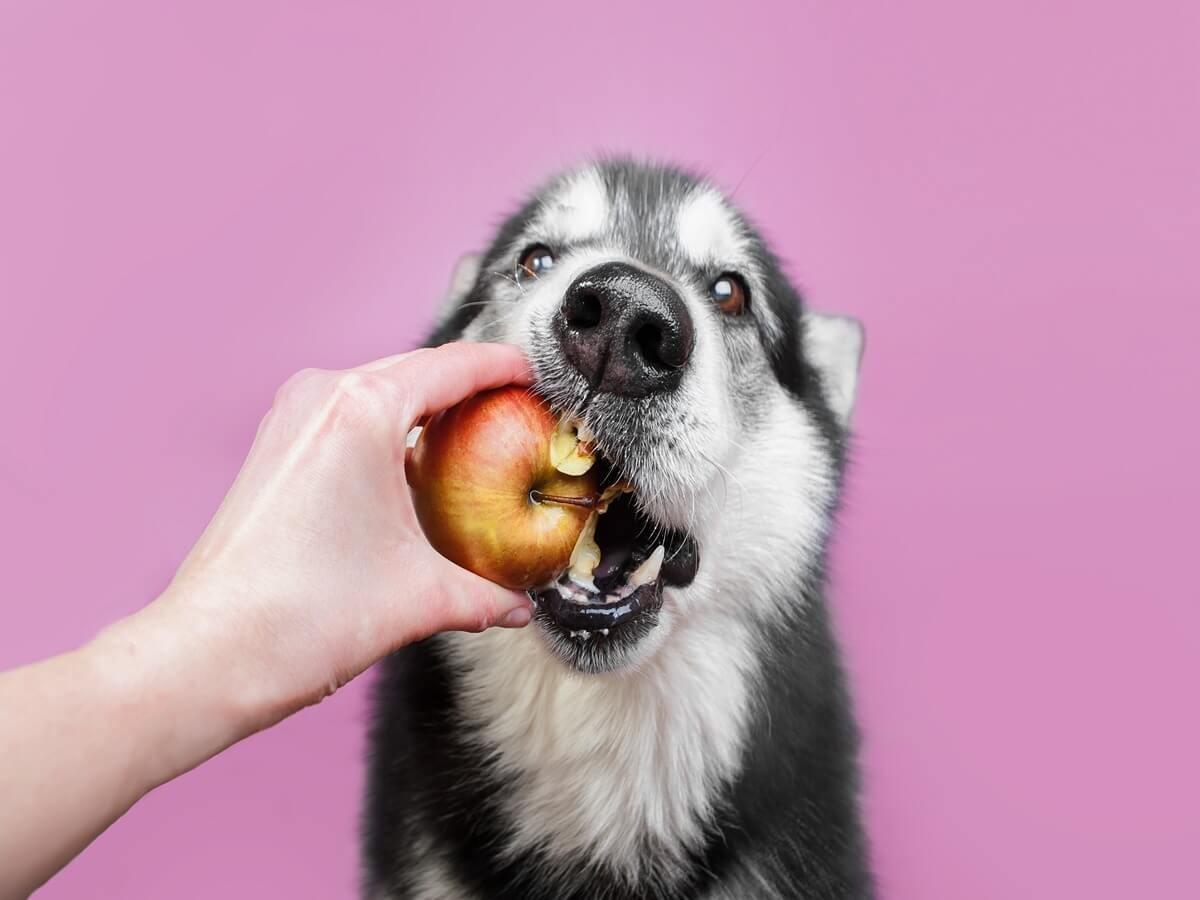 A person feeds a black and white dog an apple against a pink background.