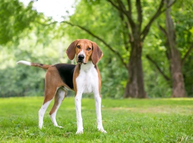 American Foxhound