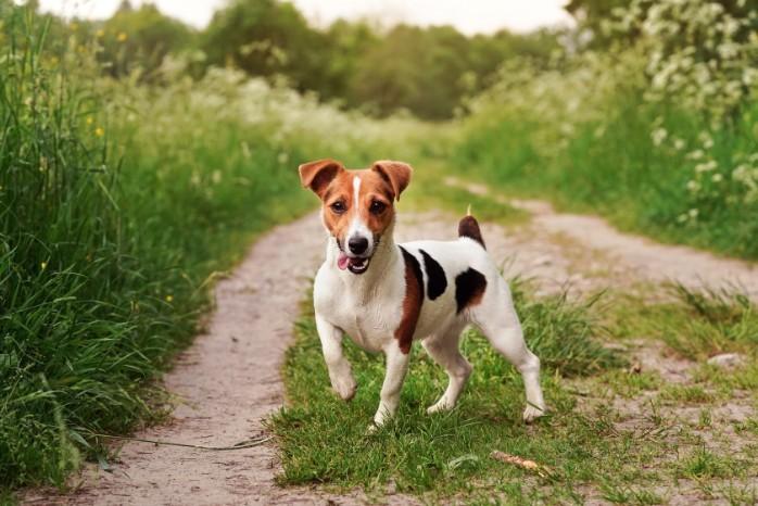 Jack Russell Terriers Dogs