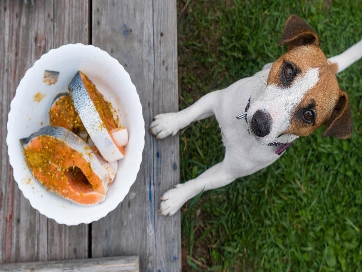 can dogs eat seafood