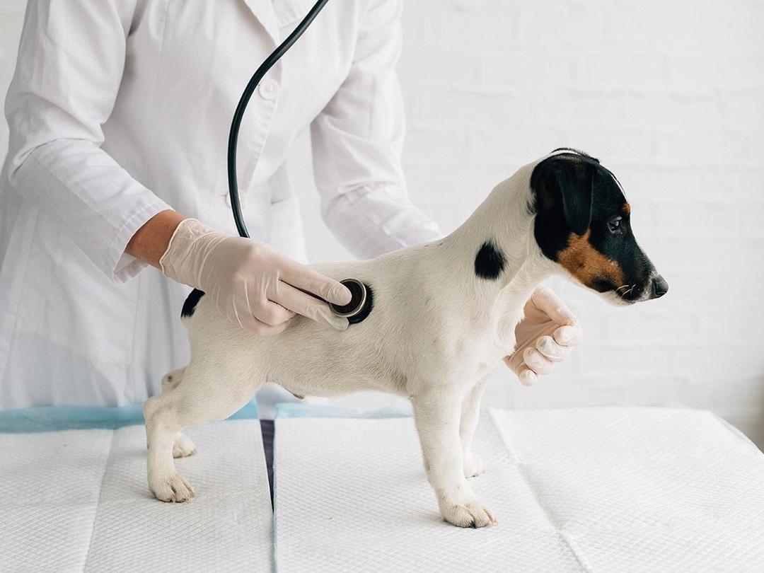 Does Pet Insurance Covers Spaying Neutering Spot Pet Insurance does-pet-insurance-covers-spaying-neutering-spot-pet-insurance