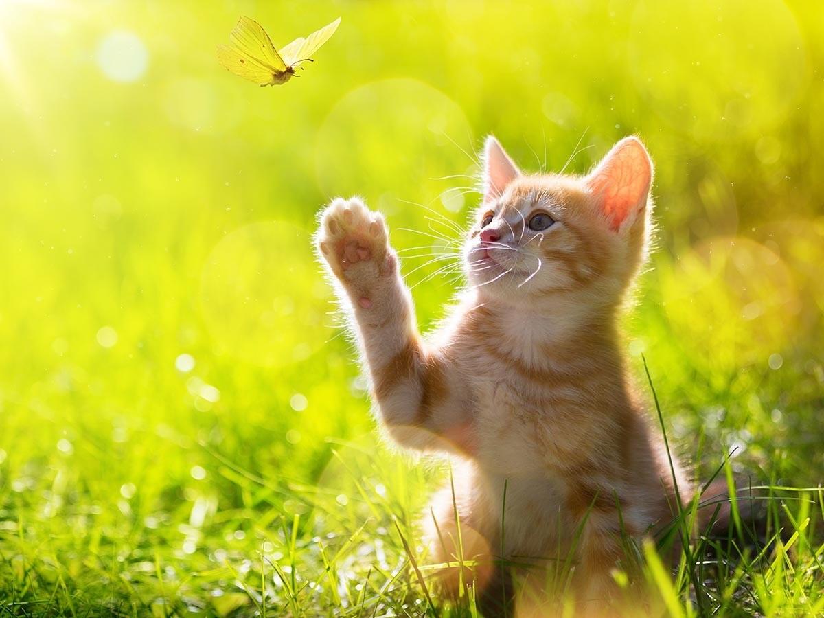 Kittenhood Insight 7