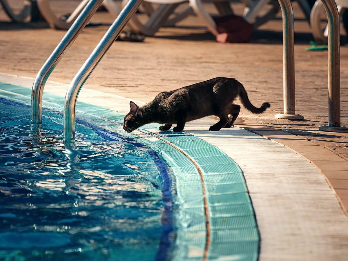 Can Cats Swim