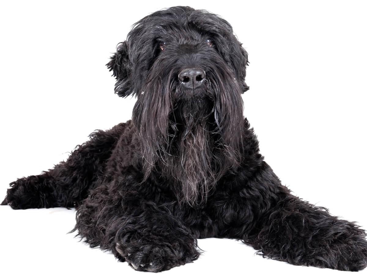 Black Russian Terriers