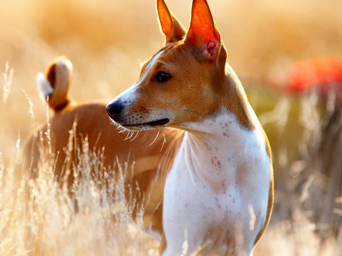 Basenji