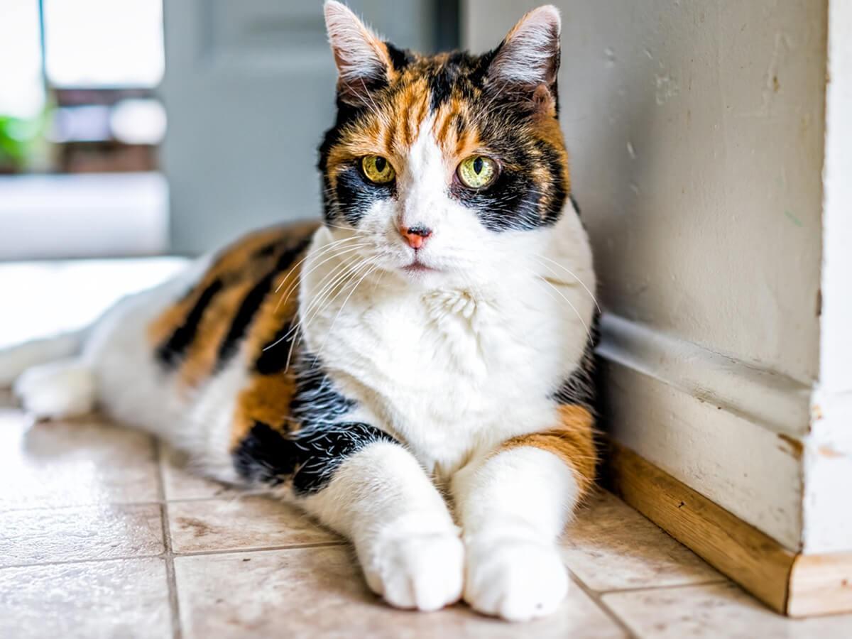 Are All Calico Cats Female Spot Pet Insurance are-all-calico-cats-female-spot-pet-insurance