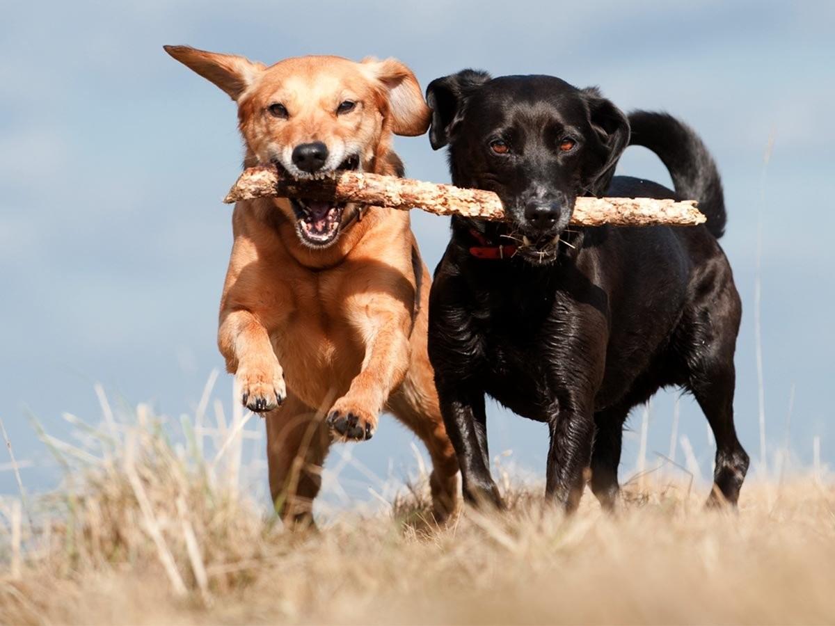 All About Labrador Mixes