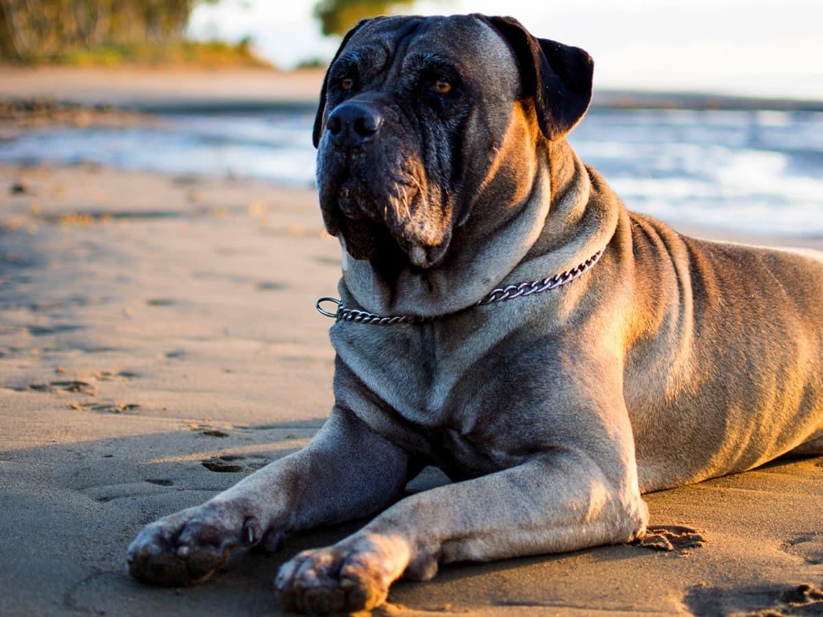 Bullmastiff