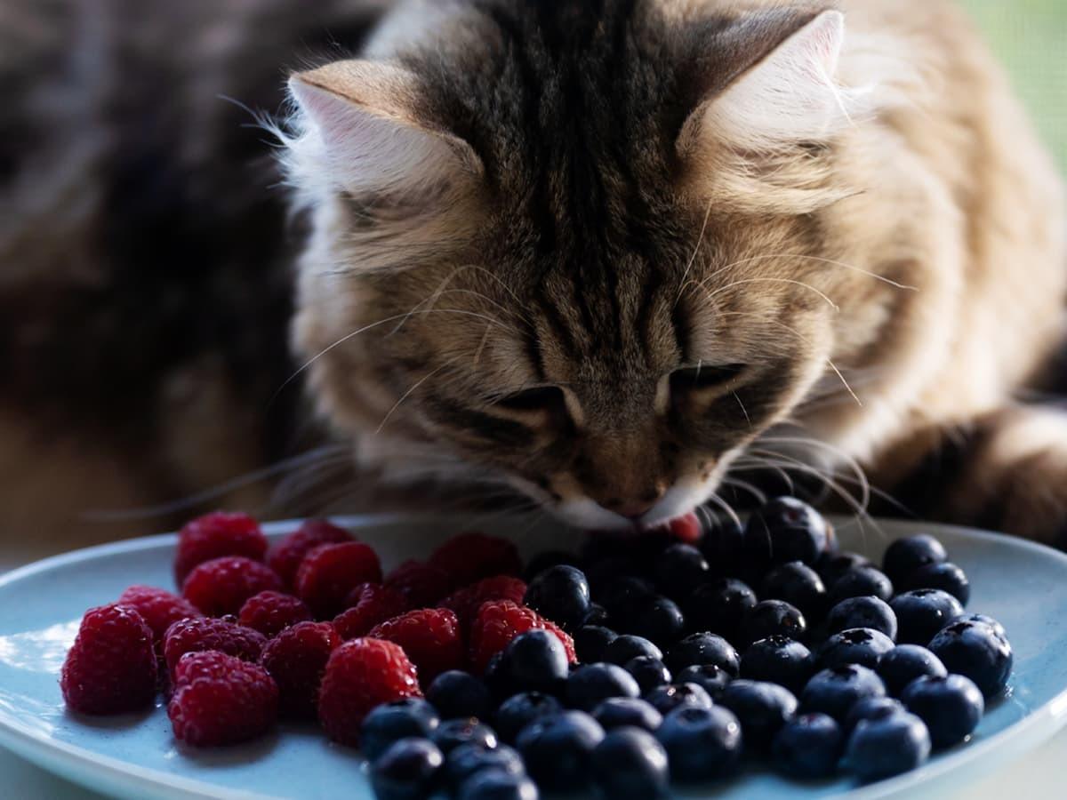 blueberry juice powder manufacturer blueberry juice powder manufacturer