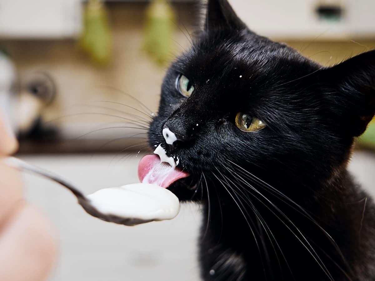Cat eating yogurt
