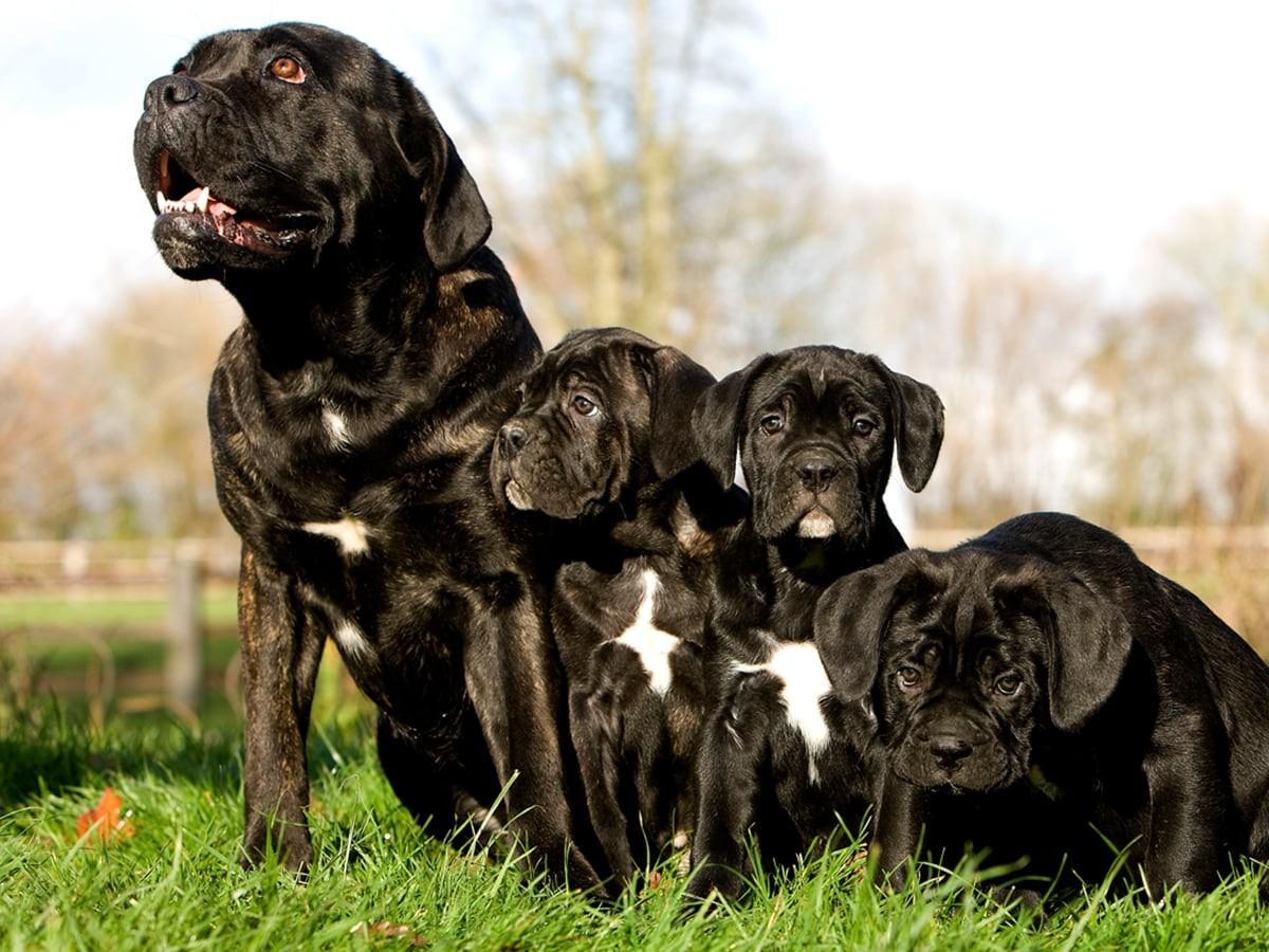 Cane Corso