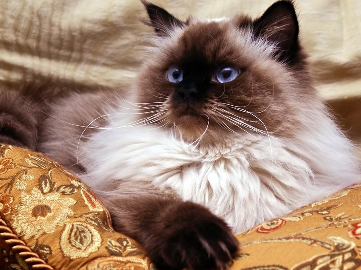 Himalayan Cat