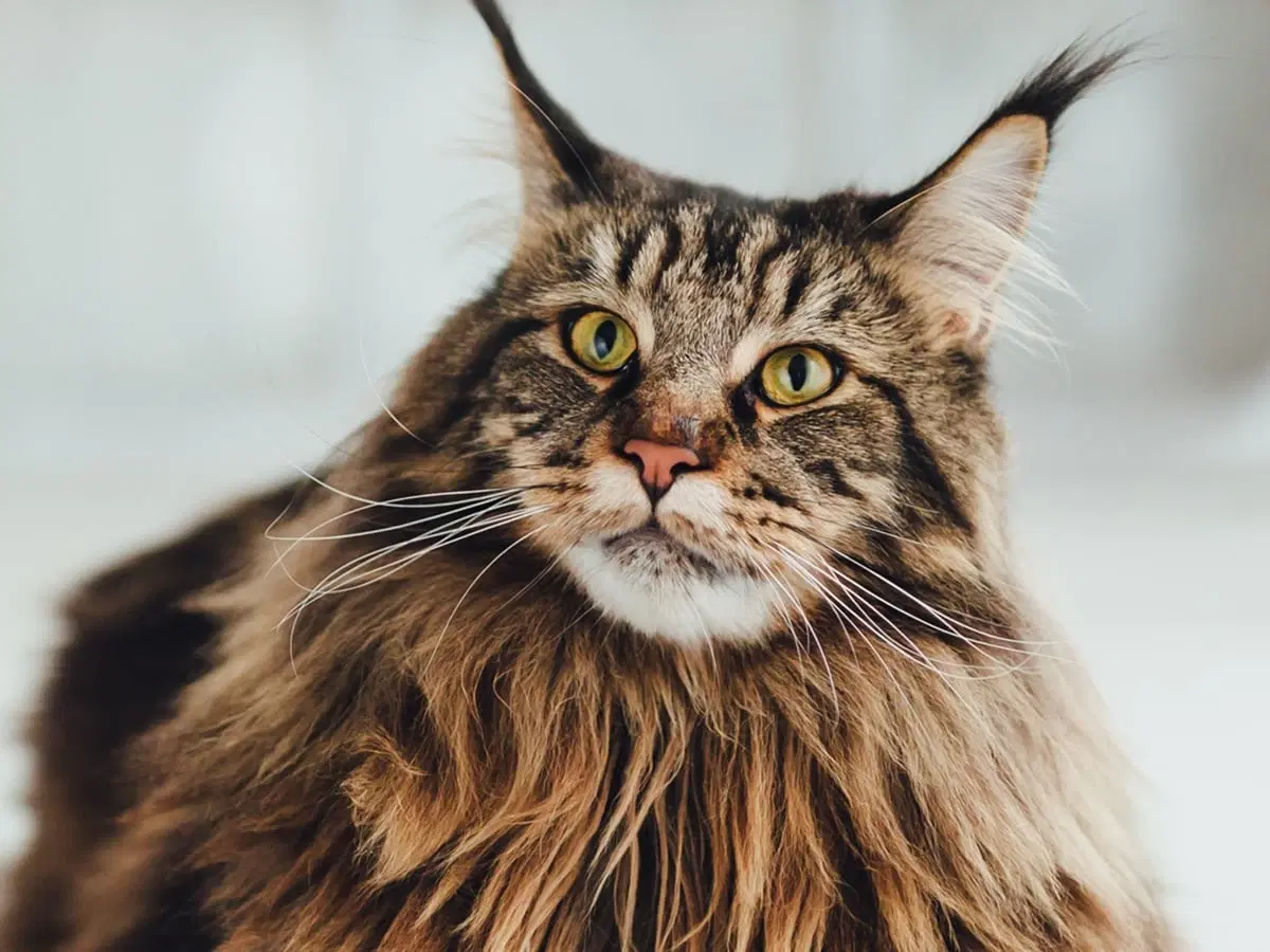Maine Coon cat Maine Coon cat