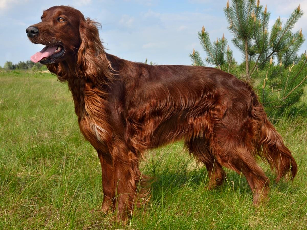 Irish Setter