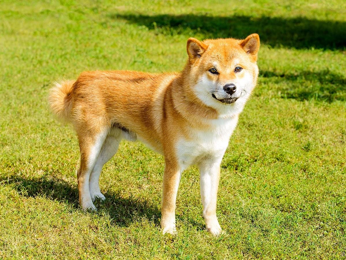 Hokkaido Inu