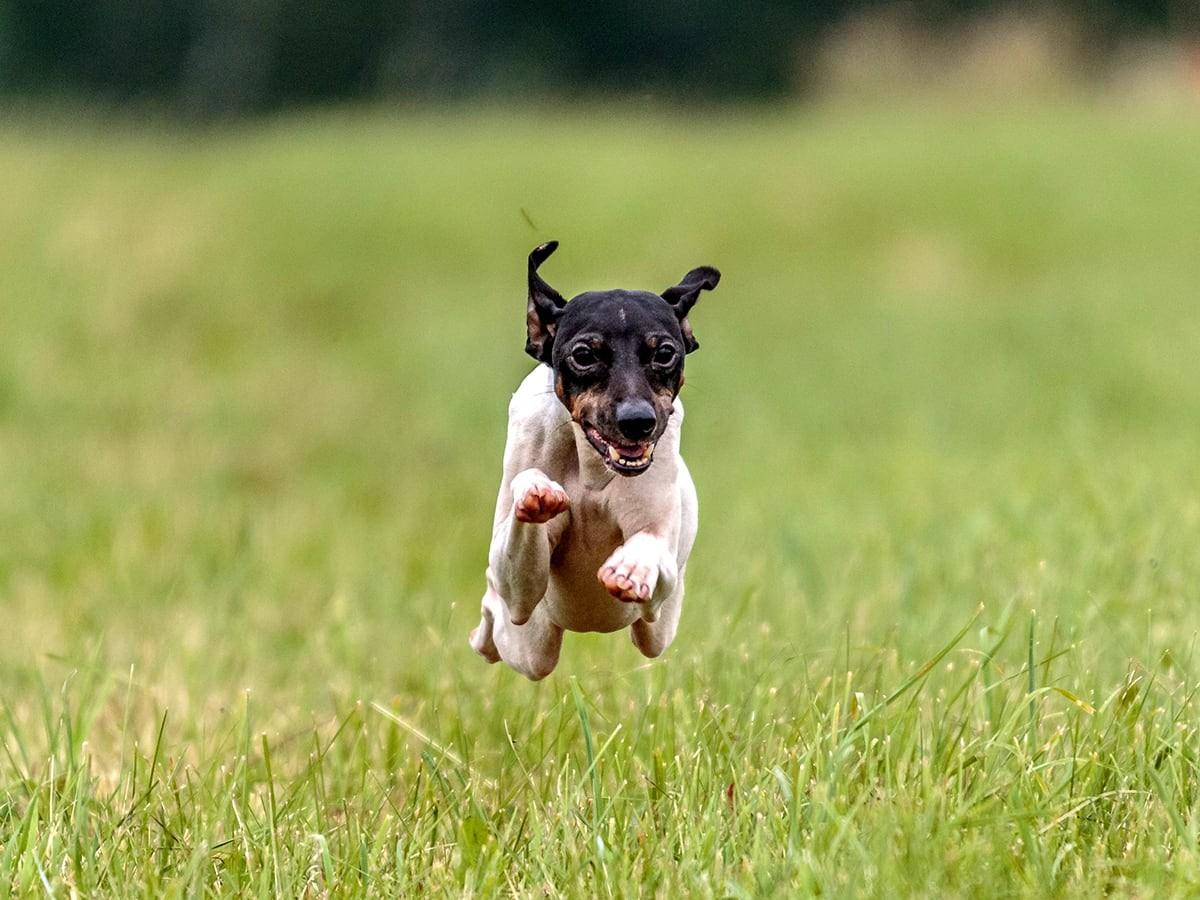 Japanese Terrier