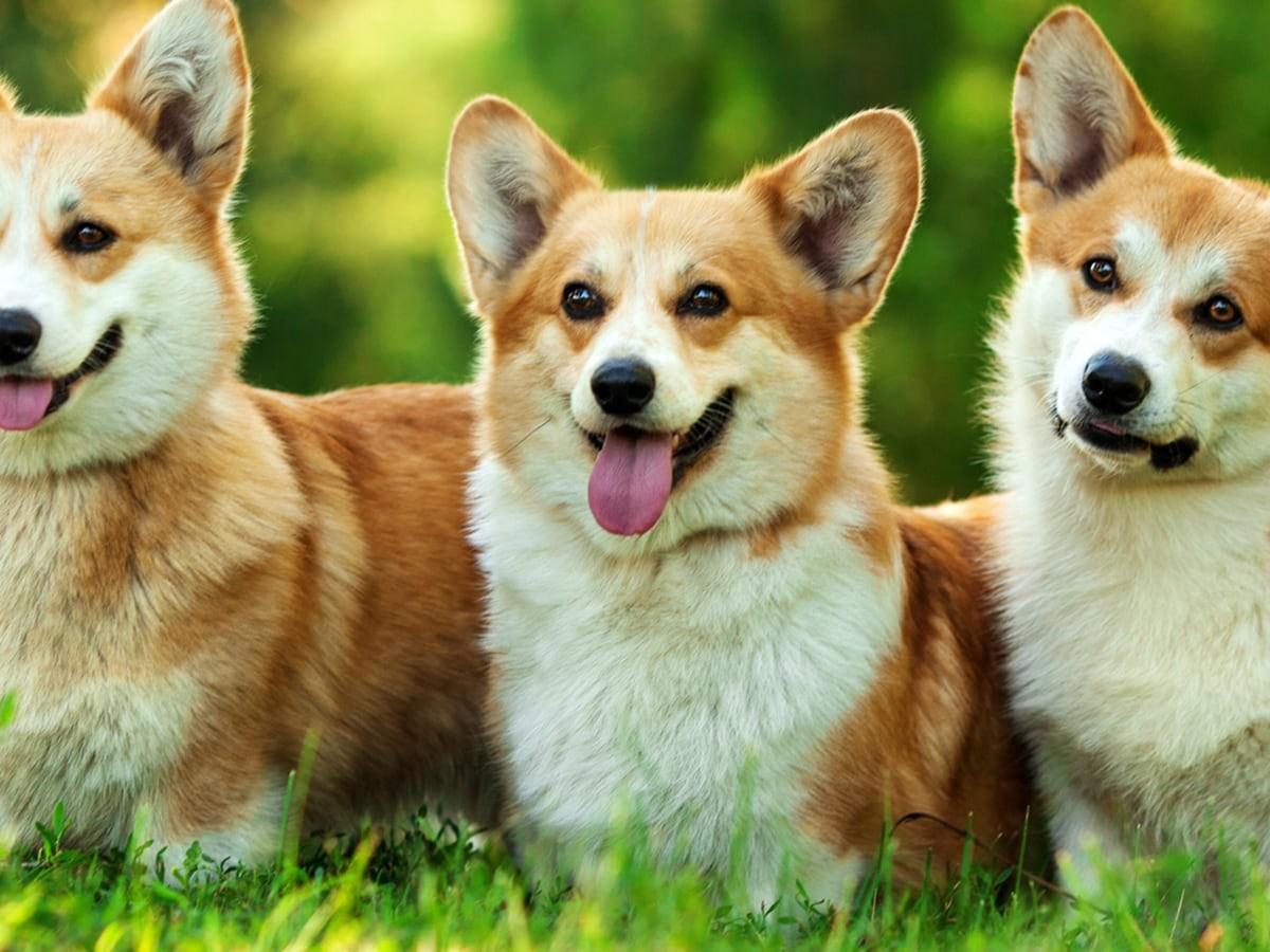 Pembroke Welsh Corgi