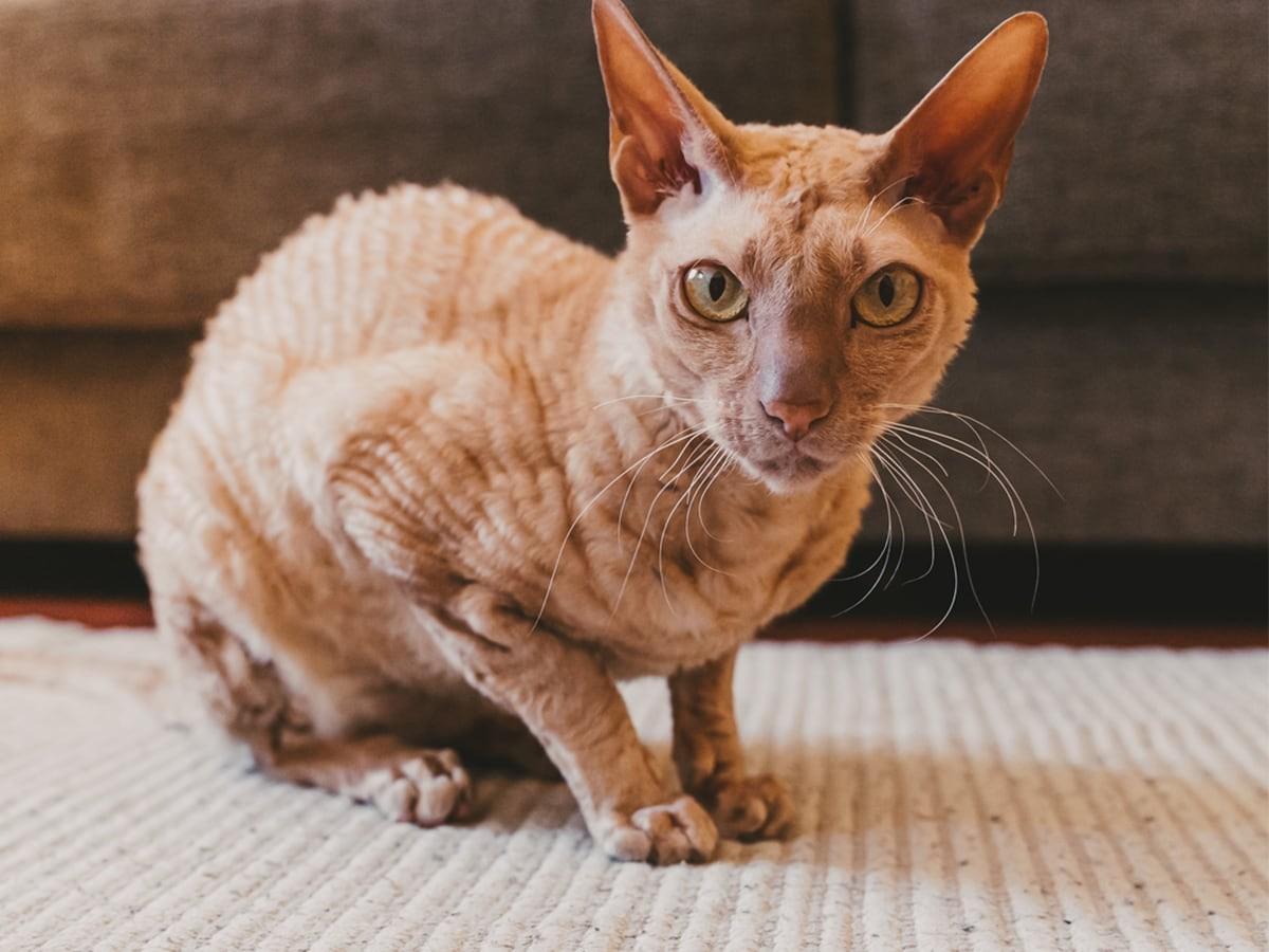 Peterbald