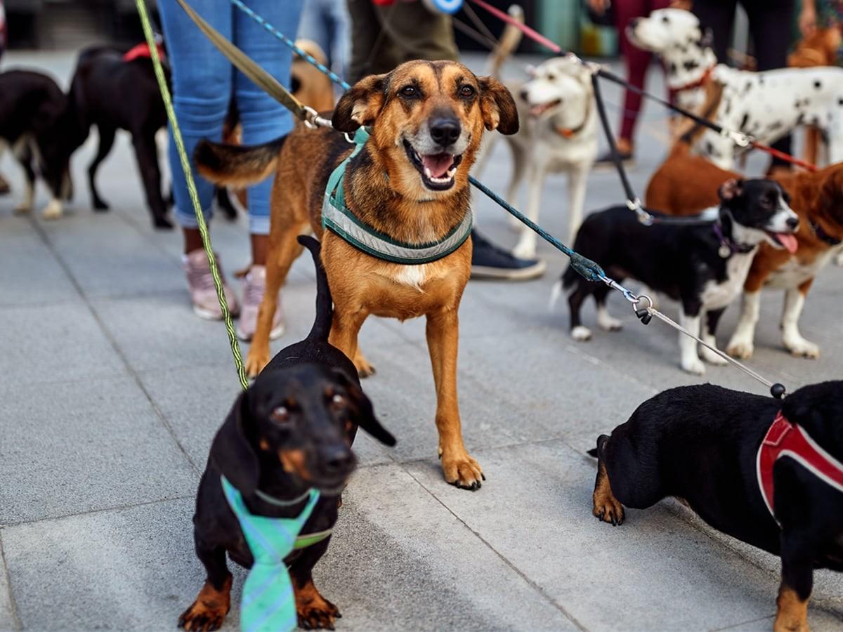 Get To Know All Latest Member Center Benefits Spot Pet Insurance get-to-know-all-latest-member-center-benefits-spot-pet-insurance