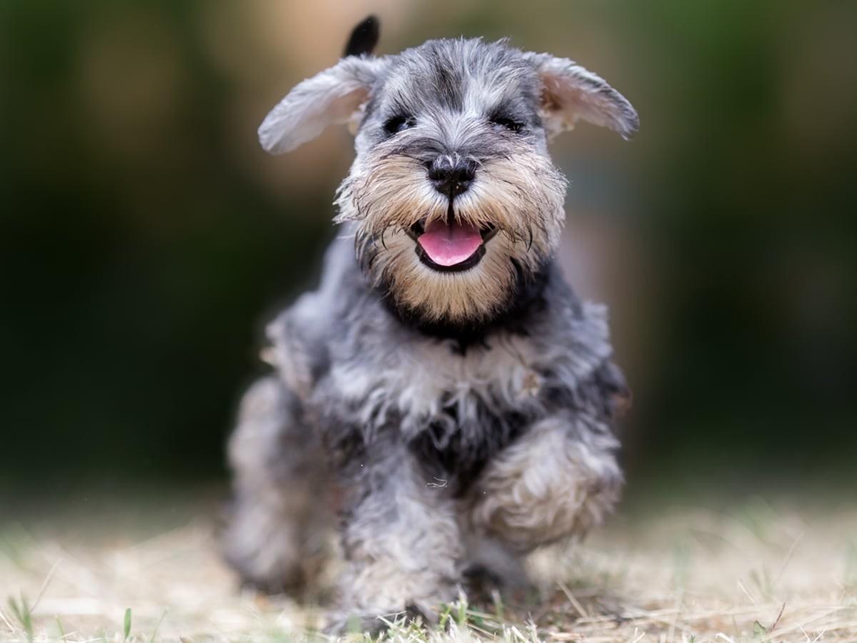 Schnauzer