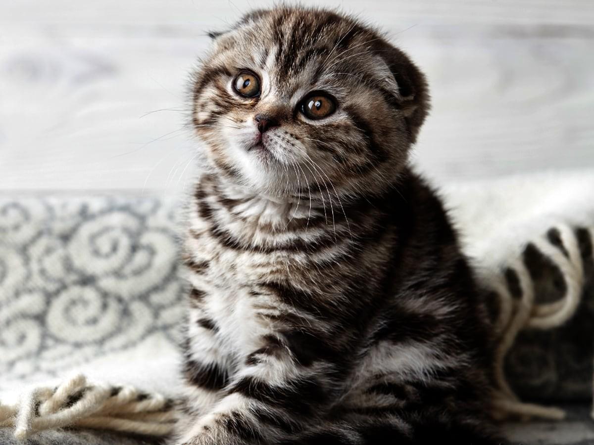 Scottish Fold