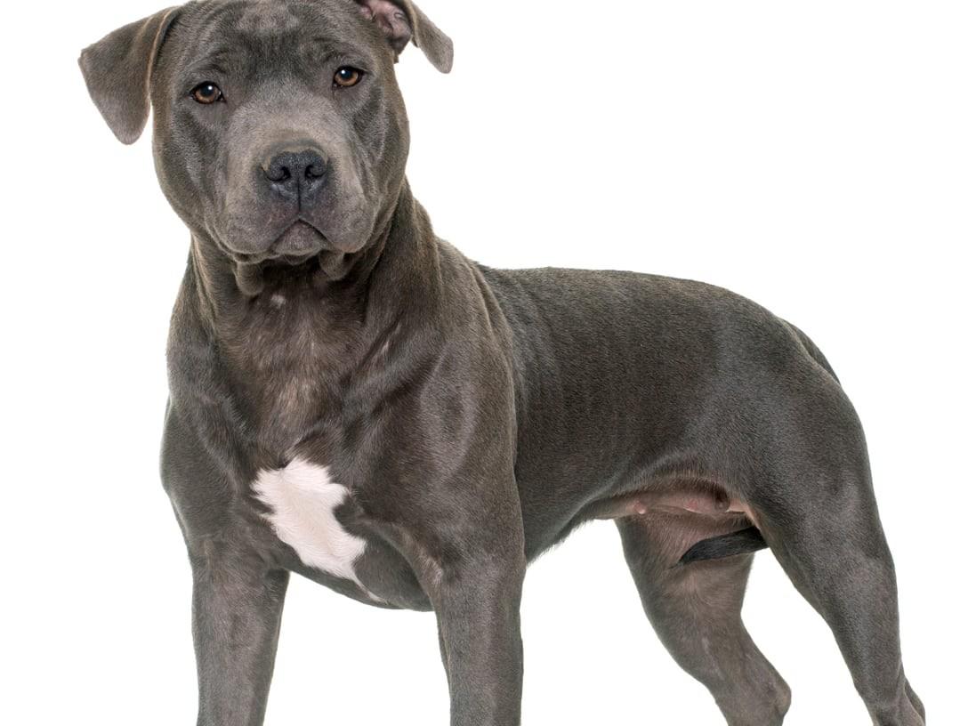 Staffordshire Bull Terrier