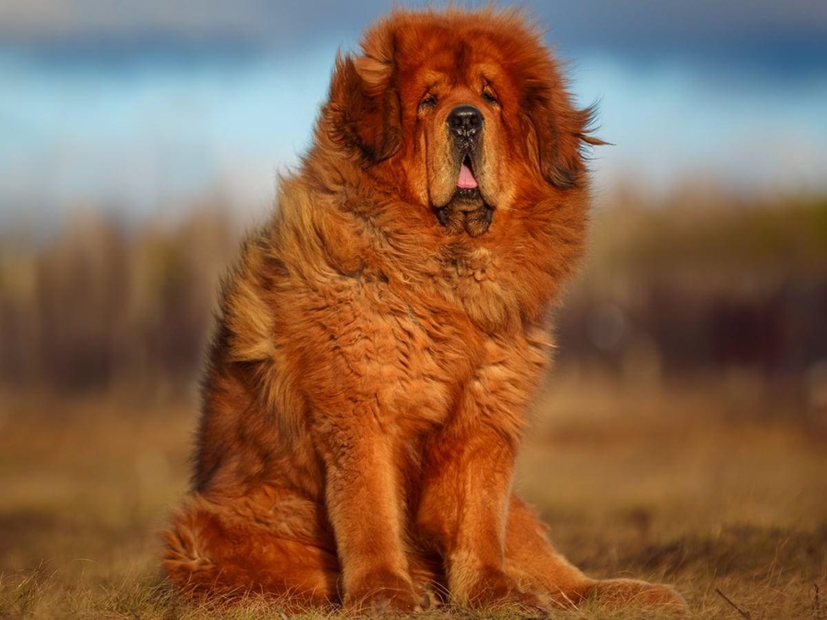 Tibetan Mastiff