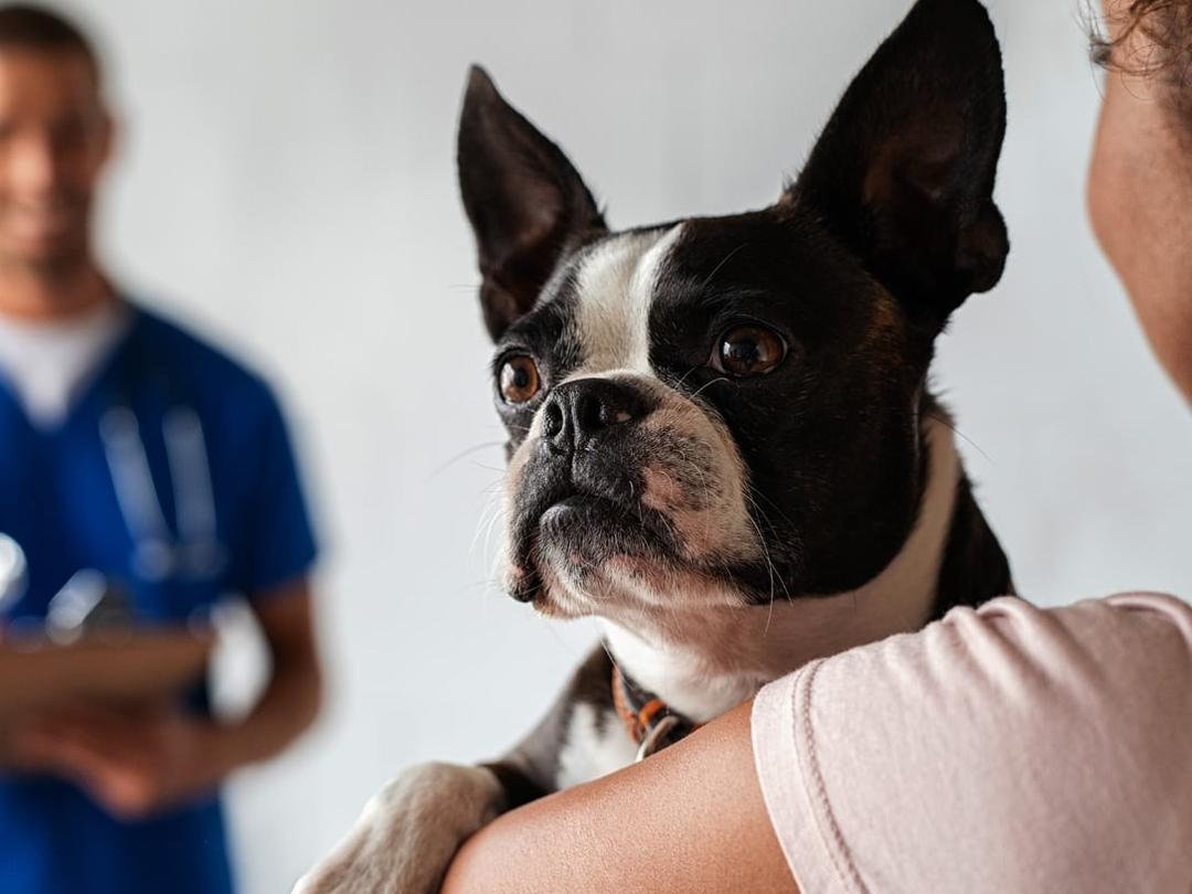 Colitis in Dogs: Symptoms, Causes, and Treatment | Spot®