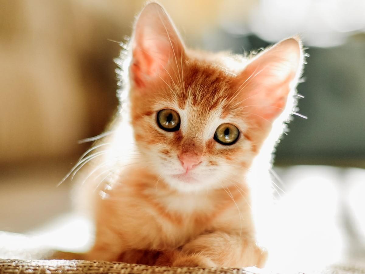 When Do Kittens Become Cats