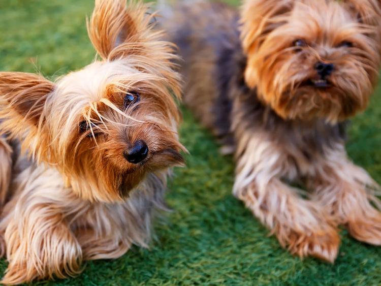 Yorkie Character Yorkshire Terrier - Dog Breed Guide | Spot®