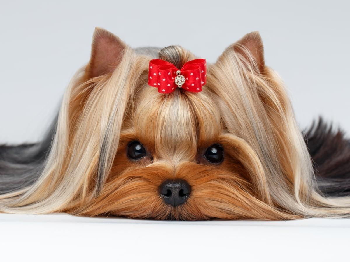 How to Groom Your Yorkie