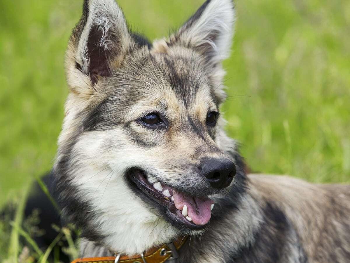 Swedish Vallhund