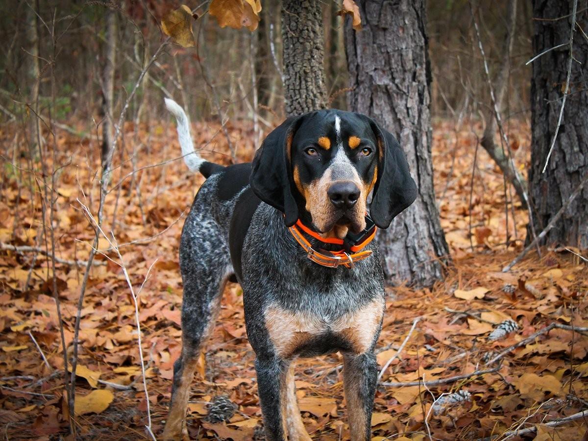 Coonhound