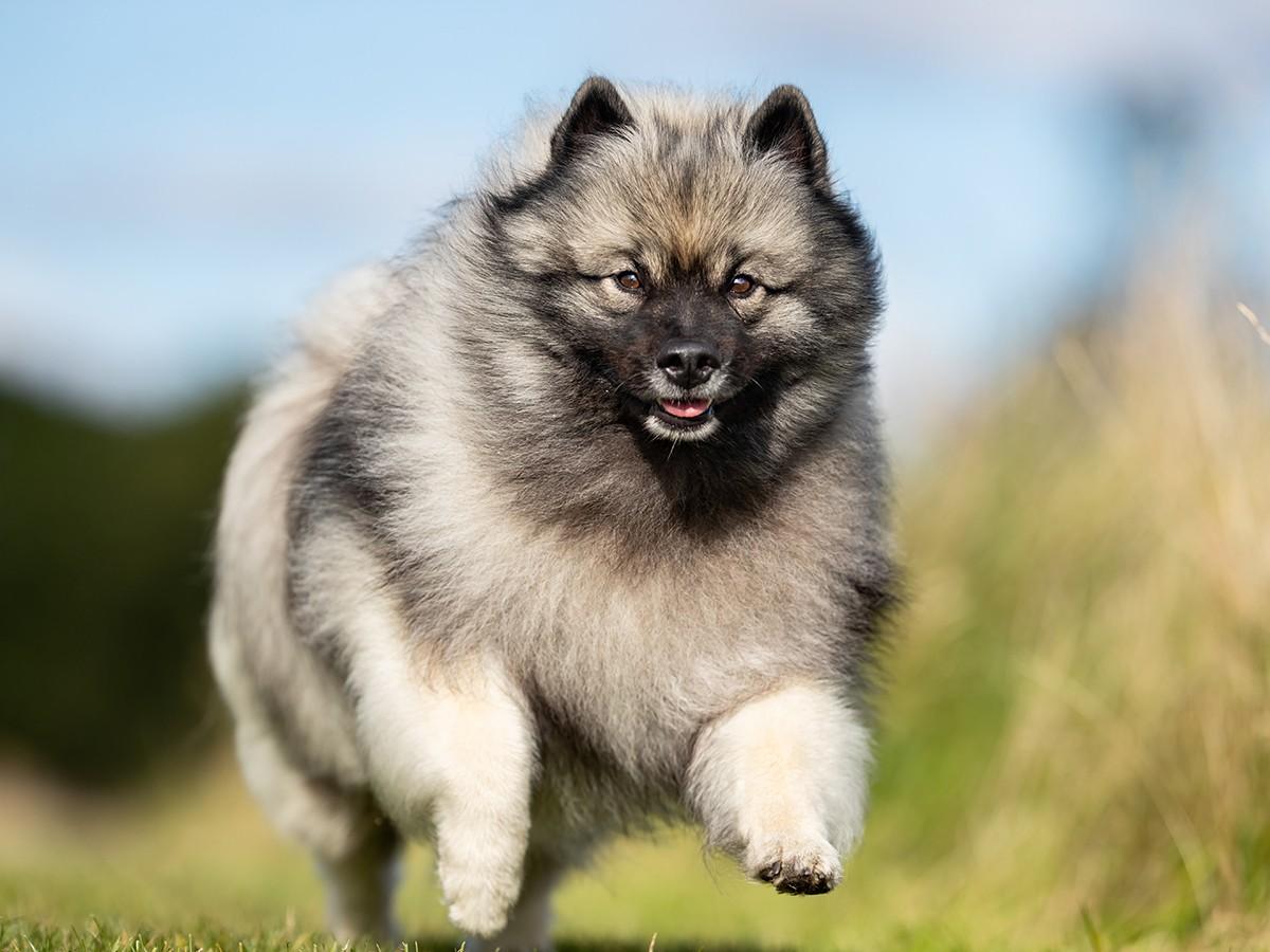 Keeshond