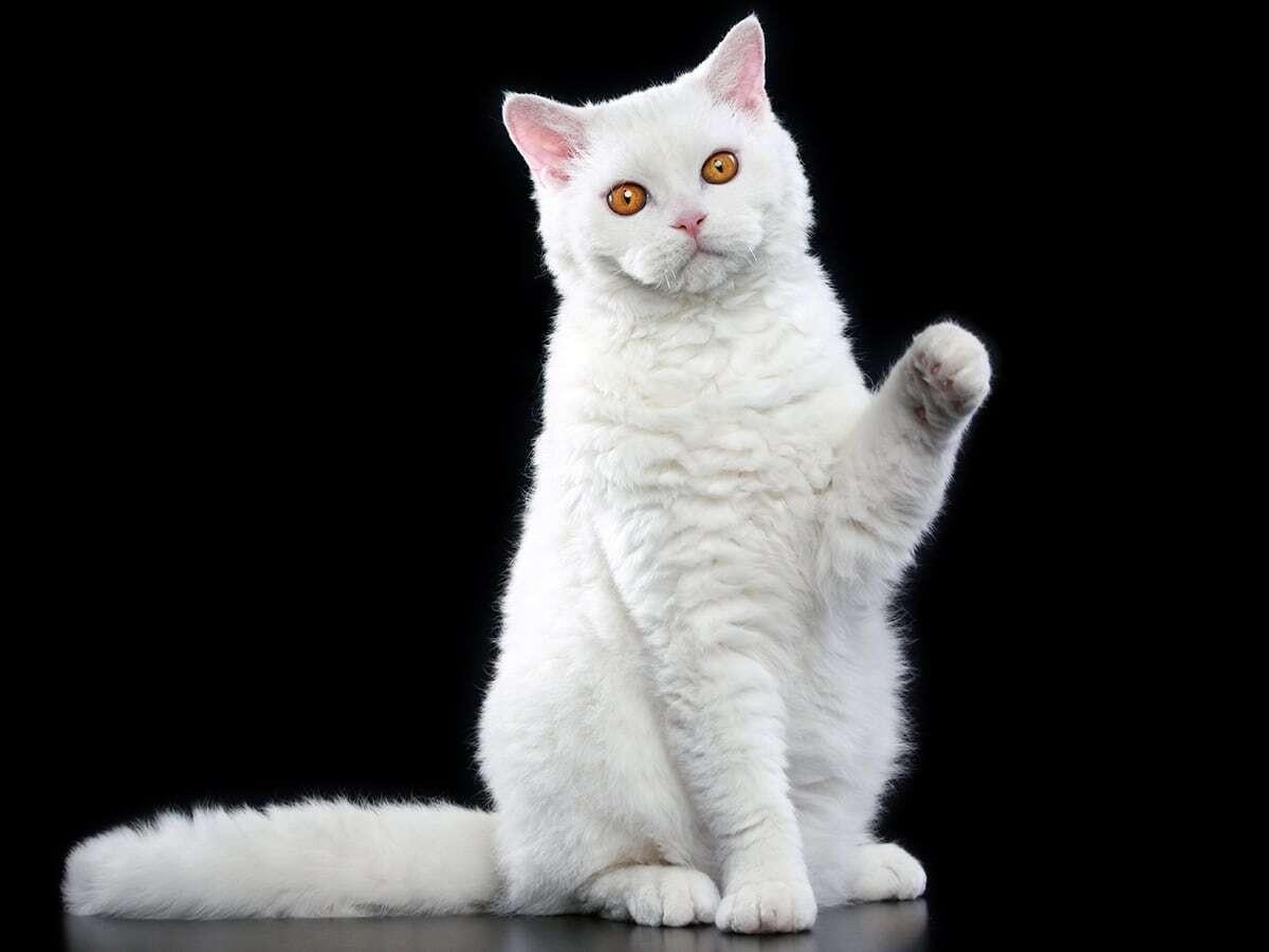 Selkirk Rex
