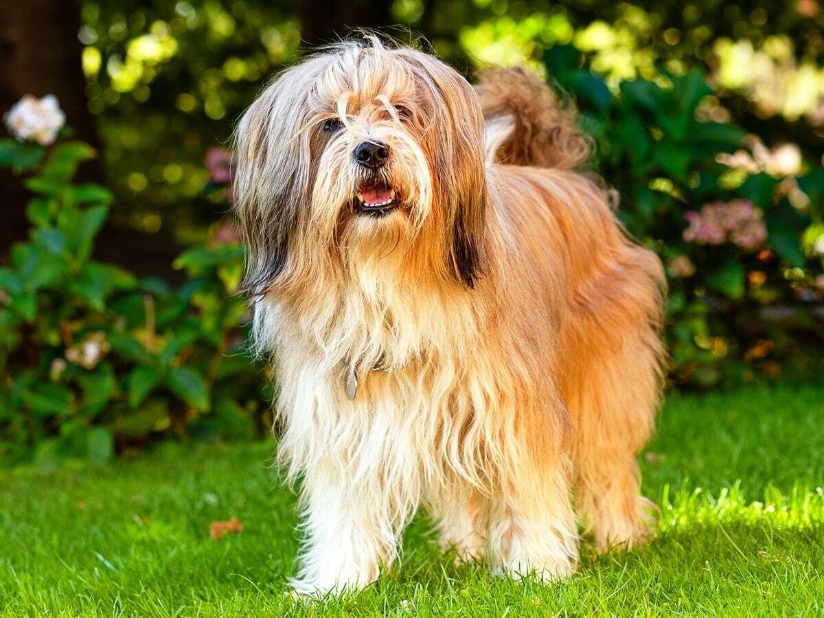 Tibetan Terrier