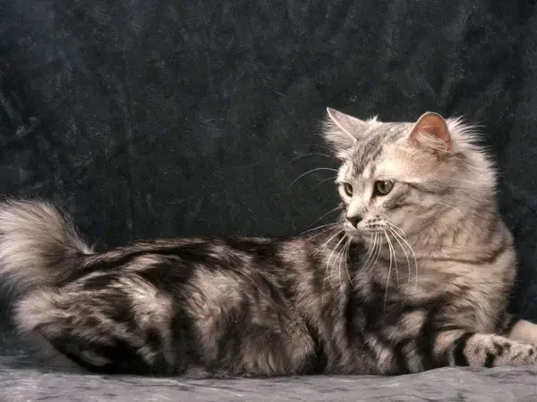 American Bobtail