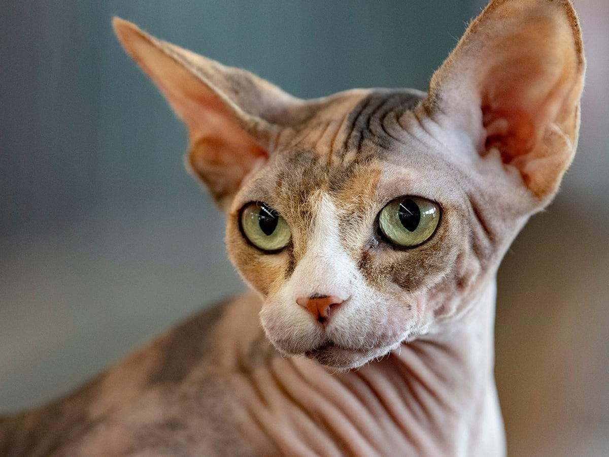 Sphynx