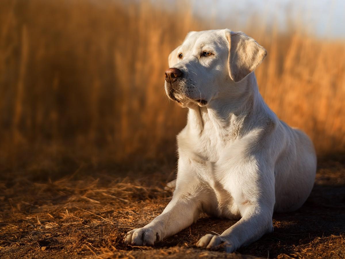 Labrador Retriever