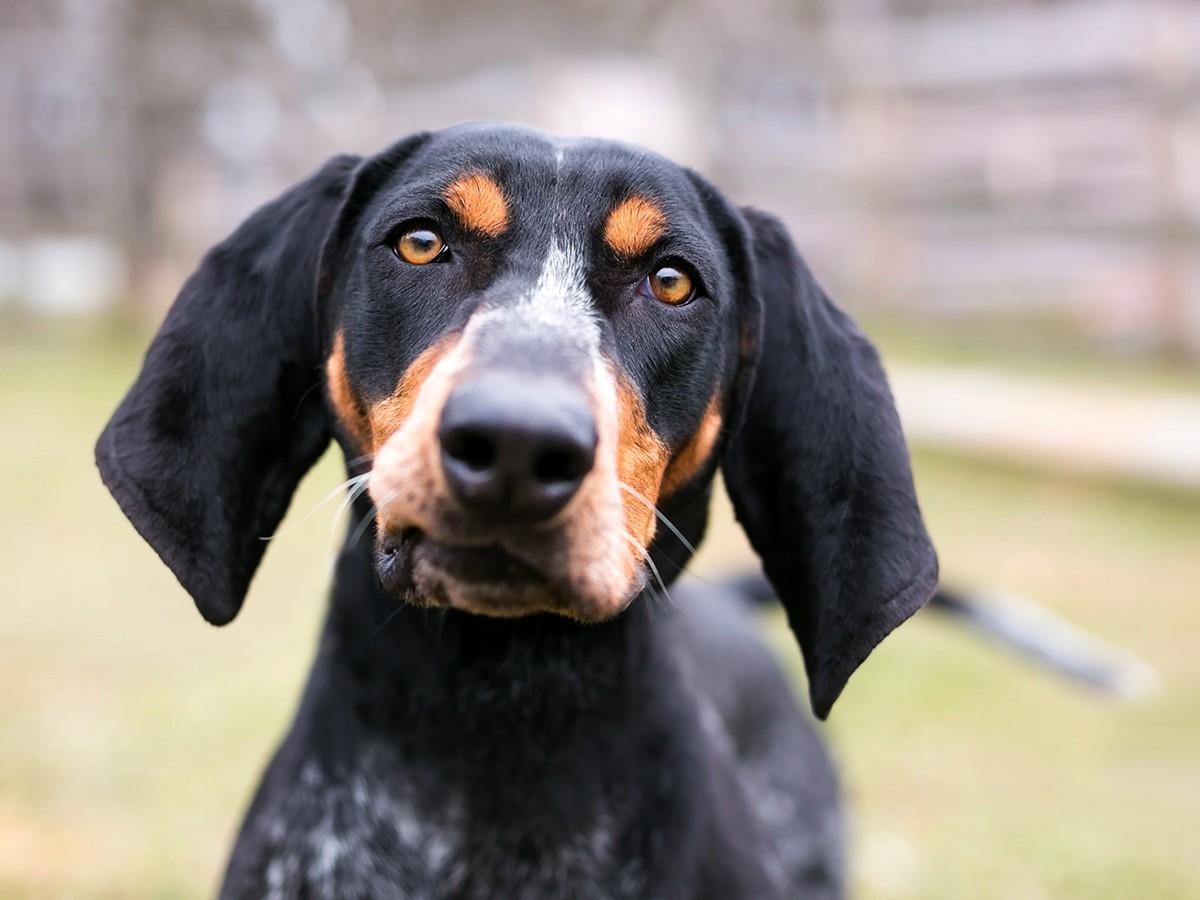 Bluetick Coonhound