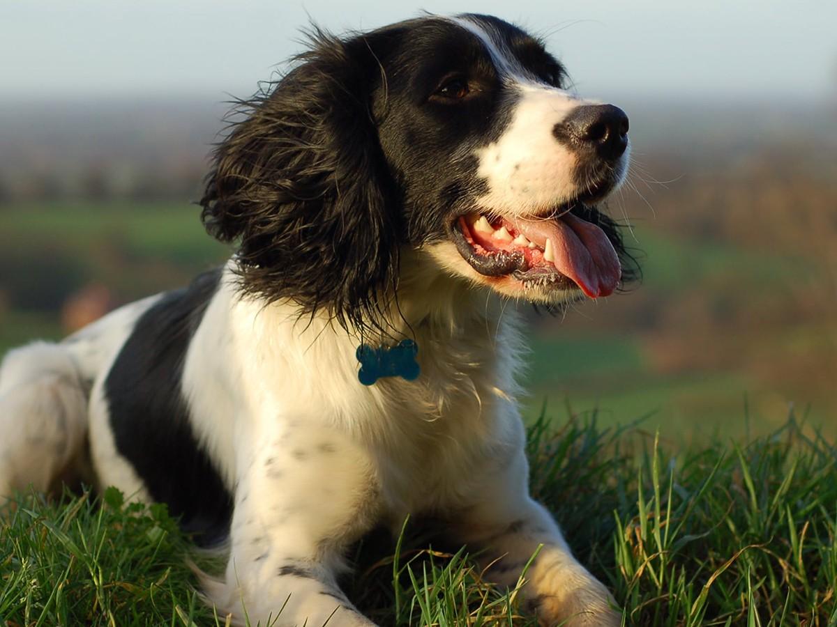 English Springer Spanie