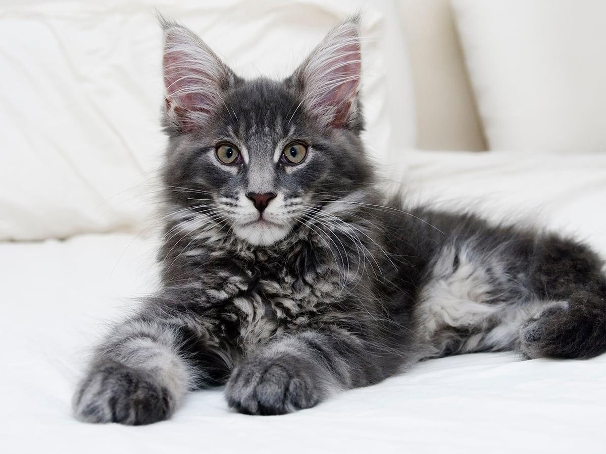 How Is A Maine Coon s Personality Are They Right For You Spot how-is-a-maine-coon-s-personality-are-they-right-for-you-spot