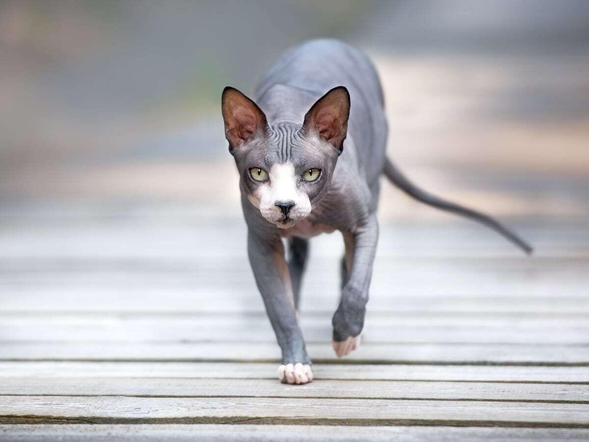 Sphynx